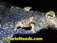 /home//u458753944/public_html/sourcegallery/////////Roxborough Toad Detour/2022/2022-03-19/P3190917.JPG